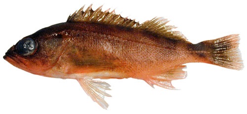 Cordell Bank/Fanny Shoal, Bodega Bay #2 Rockfish